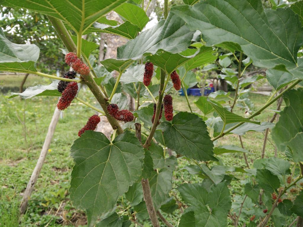 Lilawalai Resort Nong Nam Daeng Buitenkant foto